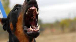 Doberman on a leash barking aggressively with mouth wide open, illustrating the danger of dog attacks that may lead to a bite injury claim