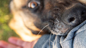 An angry dog bites a man’s hand, an occurrence that calls for the services of a dog bite injury attorney.