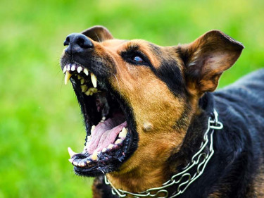A rottweiler, one of the most dangerous dogs, is seen barking.