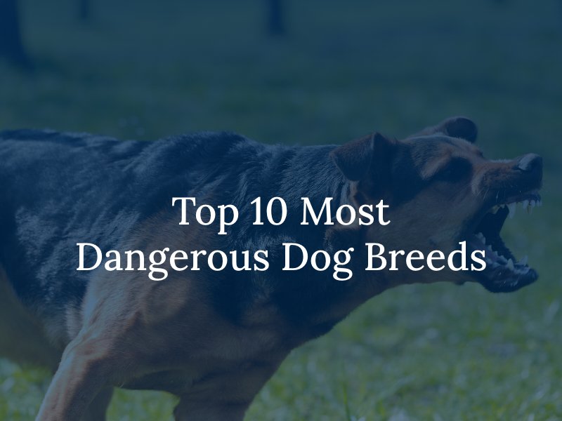  Top 10 Most Dangerous Dog Breeds